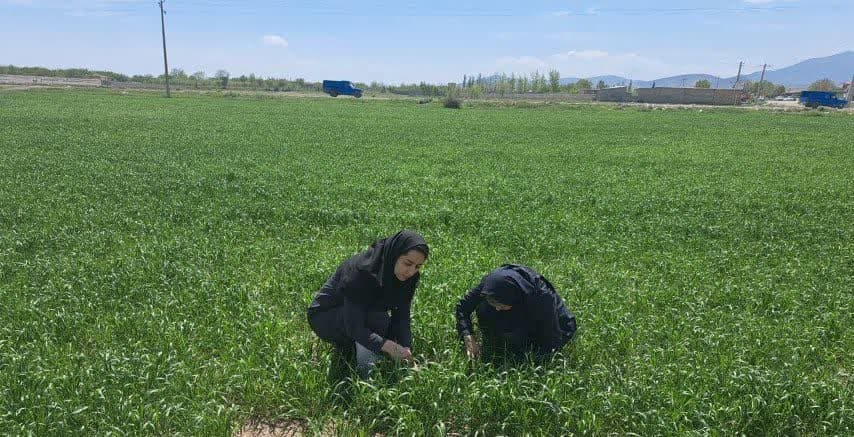 استمرار پایش مزارع گندم شهرستان ارومیه