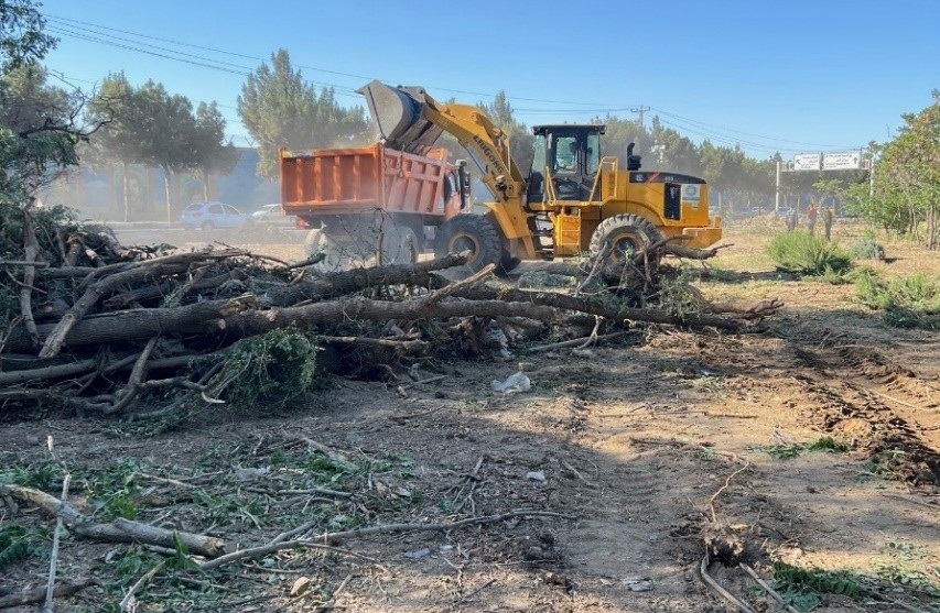 قانونی یا غیرقانونی، قطع درختان عقلانی نیست