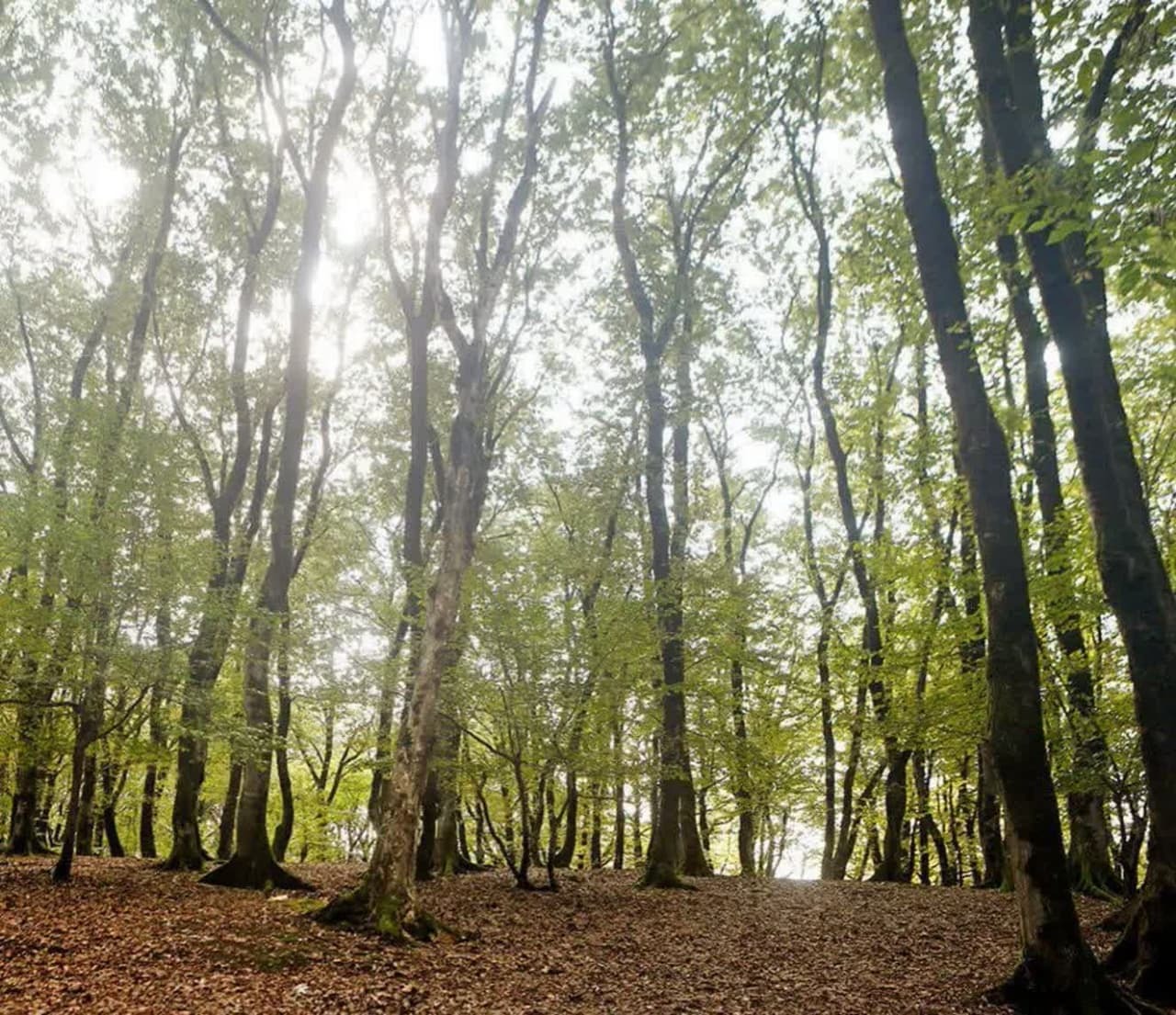 هدفگذاری ۹۵ هکتار طرح مراقبت از جنگل در خراسان‌شمالی