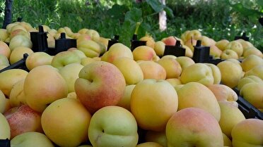 روستای مروئک و دو خواهران قطب تولید زرد آلو در لرستان