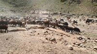 برخورد با ورود دام‌های غیرمجاز به منطقه حفاظت‌شده لار