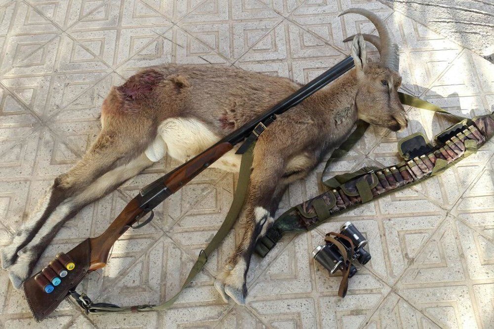دستگیری ۳ متخلف شکار در هرمزگان