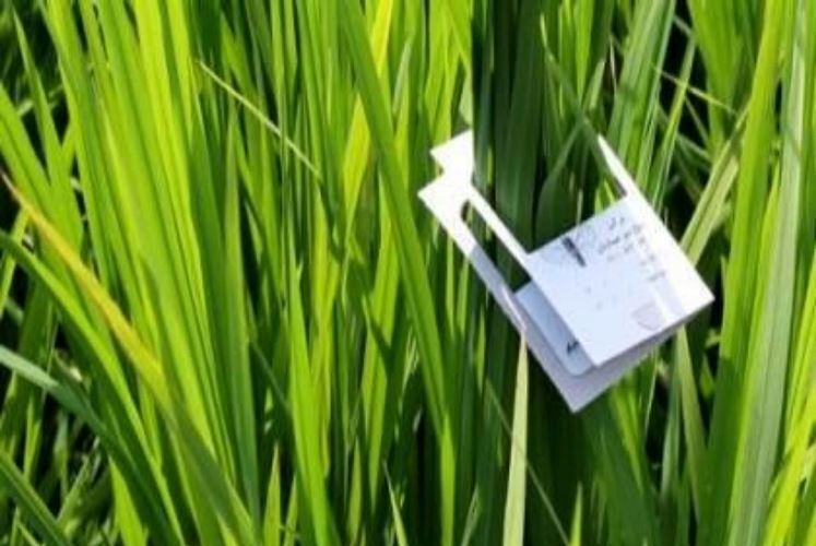 مبارزه بیولوژیک در بیش از ۴ هزار هکتار شالیزار گیلان