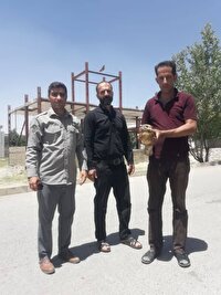 تحویل یک بهله عقاب شکاری به محیط زیست دلفان