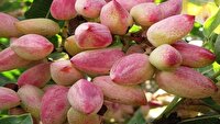 ایلخچی قابلیت تبدیل به قطب تولید پسته آذربایجان‌شرقی را دارد