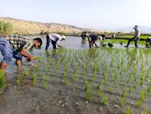 نشاء برنج در منطقه چرام