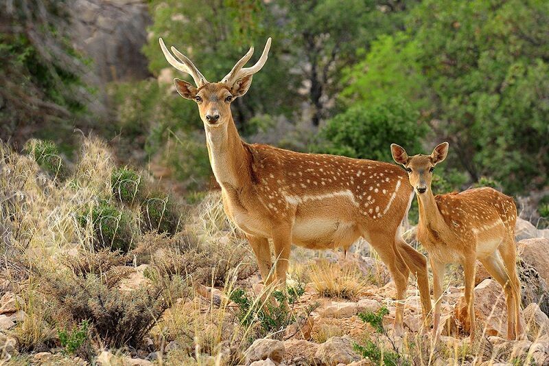 وجود ۴۰۰ گونه جانوری در لرستان وجود ۴۰۰ گونه جانوری در لرستان