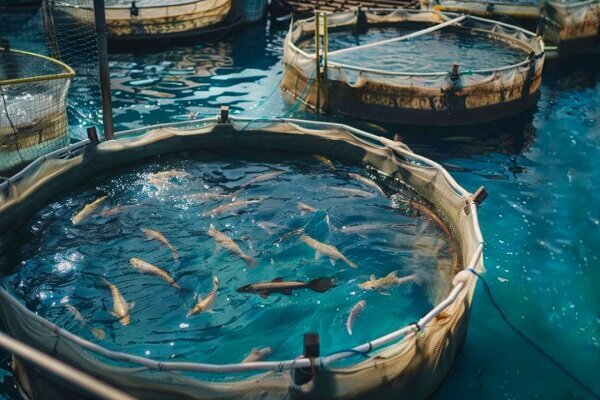 استفاده از غشا‌های کربنی برای تصفیه پساب مزارع پرورش ماهی