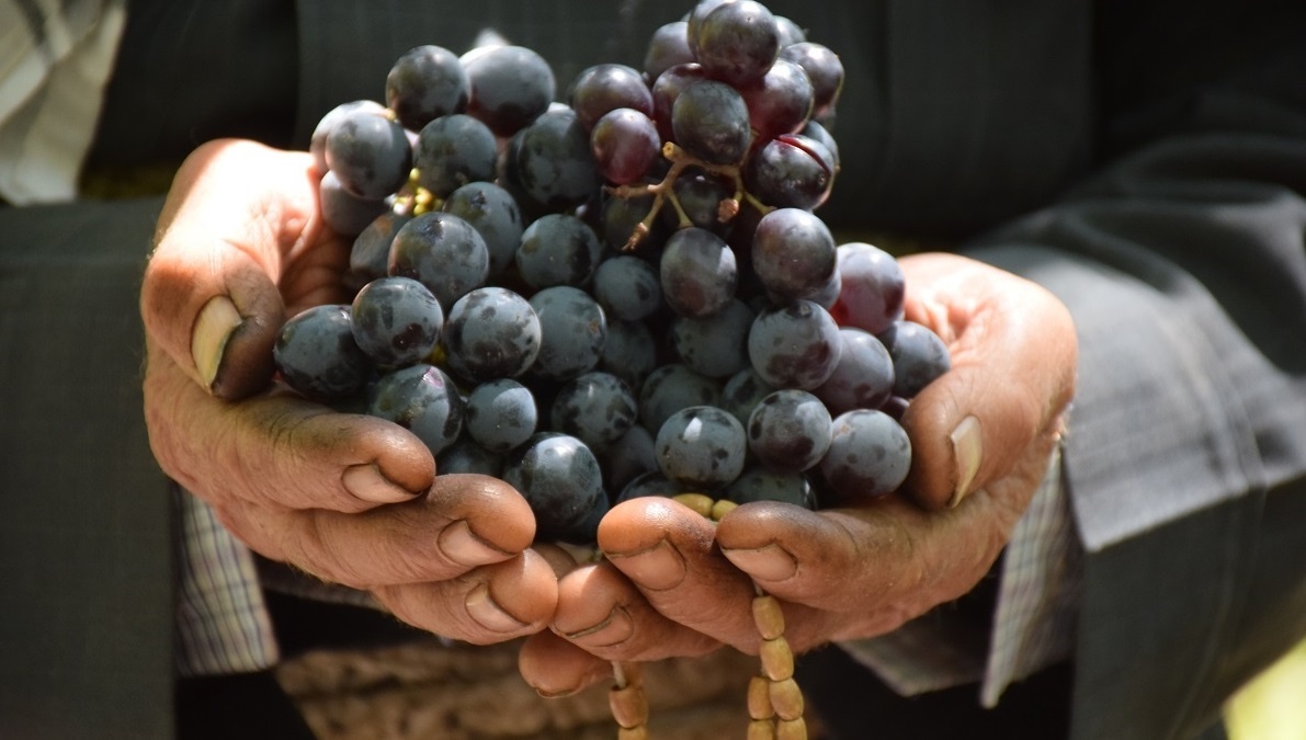 جشنواره انگور سیاه سردشت برگزار می‌شود