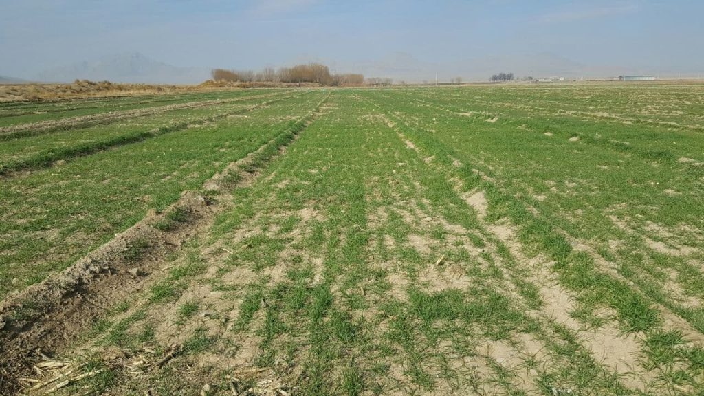 پایان انتظار ۱۴ ساله؛ حل مشکل اراضی روستای خساره طارم پایان انتظار ۱۴ ساله؛ حل مشکل اراضی روستای خساره طارم