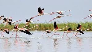 زمستان گذرانی ۲ هزار پرنده بومی در تالاب بین المللی چغاخور