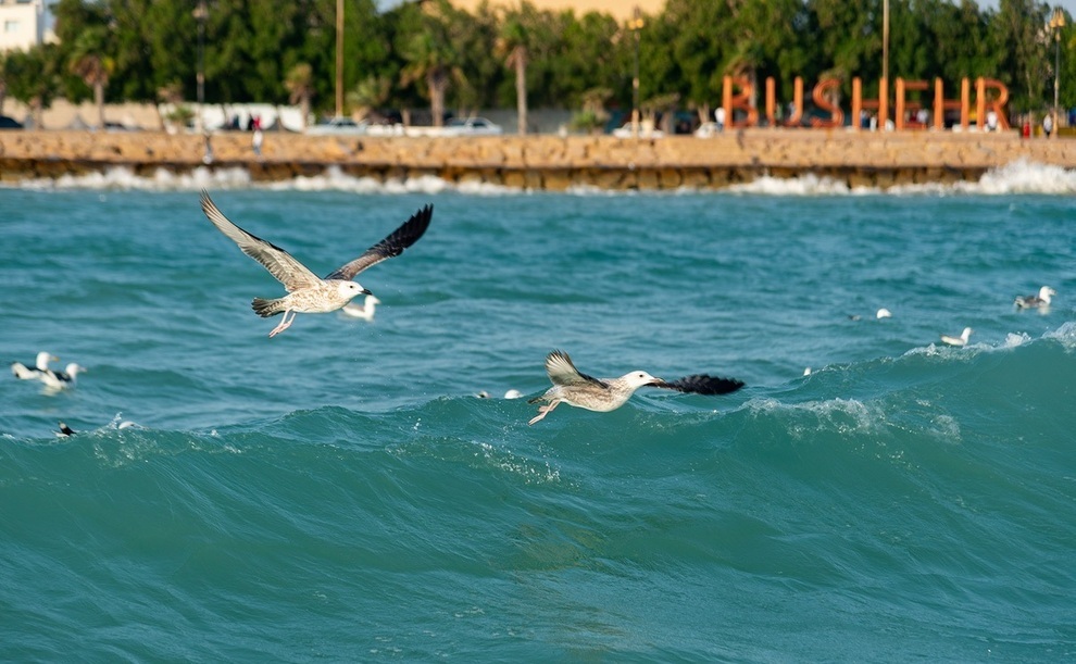 پیش‌بینی افزایش تدریجی سرعت باد برای بوشهر