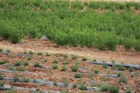 تولید سالانه حدود ۳ هزار تن گیاه دارویی در چهارمحال و بختیاری