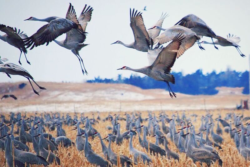 درناها، نگهبانان تعادل زیستی