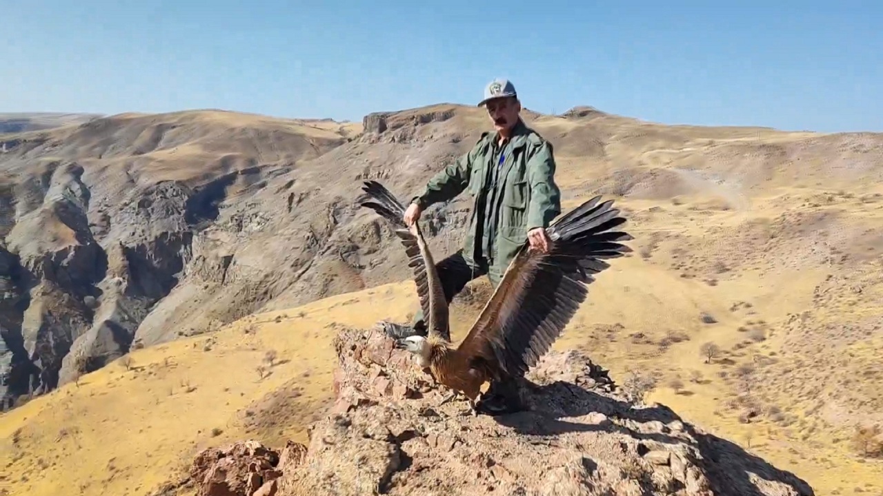 نجات کرکس از پشتبام آپارتمان در میانه نجات کرکس از پشتبام آپارتمان در میانه