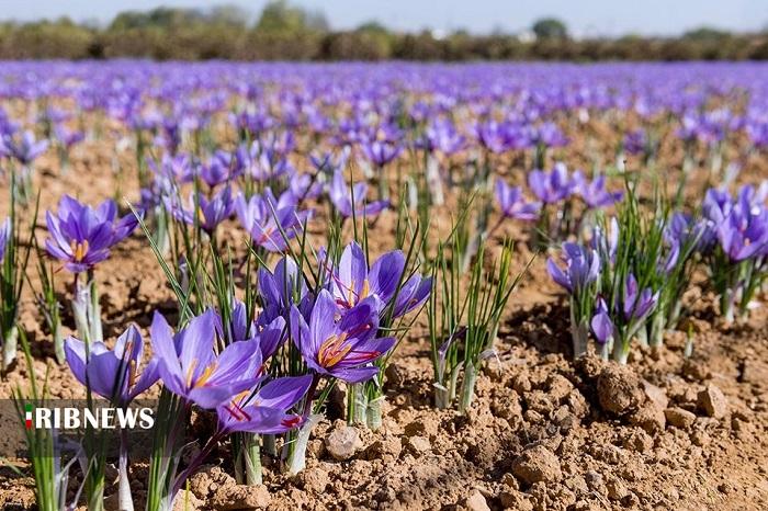 زعفرانکاری، مسیر نوین کشاورزی و اشتغال پایدار در زنجان زعفرانکاری، مسیر نوین کشاورزی و اشتغال پایدار در زنجان