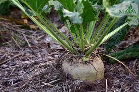 افزایش عیار چغندر تولیدی به بیش از ۱۷ درصد در چهارمحال و بختیاری