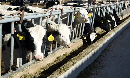 ممنوعیت واردات دام سبک و سنگین به اصفهان