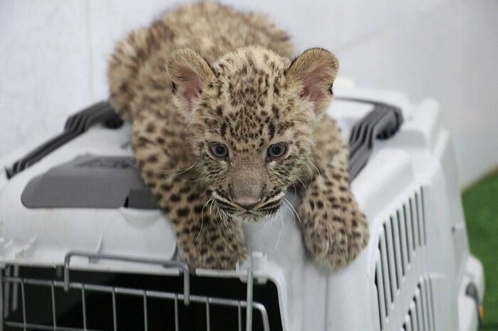 نجات یک قلاده پلنگ در کوههای بشاگرد نجات یک قلاده پلنگ در کوههای بشاگرد