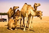 ایجاد شهرکهای «پرورش شتر» و «زنجیره ارزش» در استان گلستان