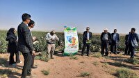 برگزاری نهمین کاروان ترویج الگوی کشت در اشتهارد
