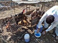ایمنسازی ۲ میلیون قطعه طیور مازندران در برابر نیوکاسل