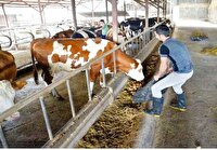 تنوع بخشی به خوراک دام با استفاده از نهادههای جایگزین