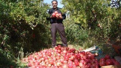 بردسکن میزبان جشنواره انار بردسکن میزبان جشنواره انار