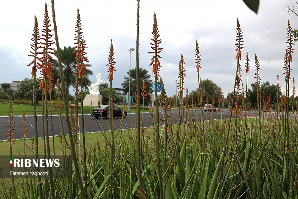 مه رقیق صبحگاهی و دریای آرام در برخی از سواحل هرمزگان، ۸ آبان مه رقیق صبحگاهی و دریای آرام در برخی از سواحل هرمزگان، ۸ آبان