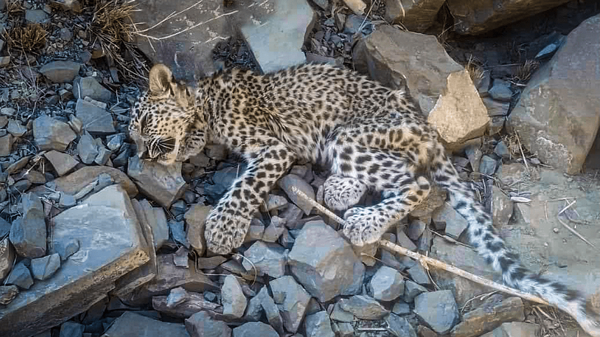 تلف شدن توله پلنگ ایرانی در بشاگرد