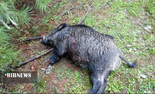 دستگیری شکارچیان چهار رأس گراز در پلدختر دستگیری شکارچیان چهار رأس گراز در پلدختر