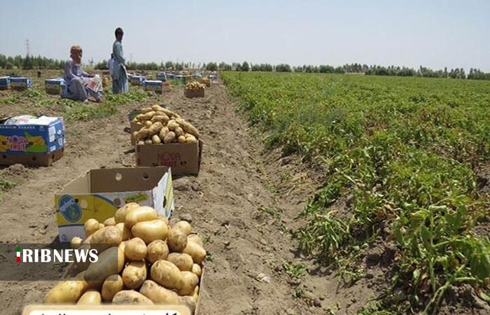 برداشت بیش از ۲۴۶ هزار تن سیبزمینی در لرستان برداشت بیش از ۲۴۶ هزار تن سیبزمینی در لرستان
