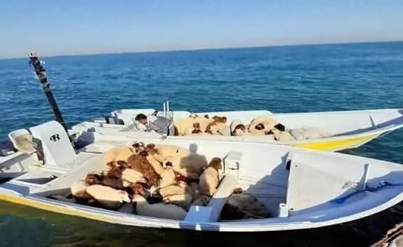 توقیف شناور حامل دام قاچاق در آبهای بندرعباس توقیف شناور حامل دام قاچاق در آبهای بندرعباس