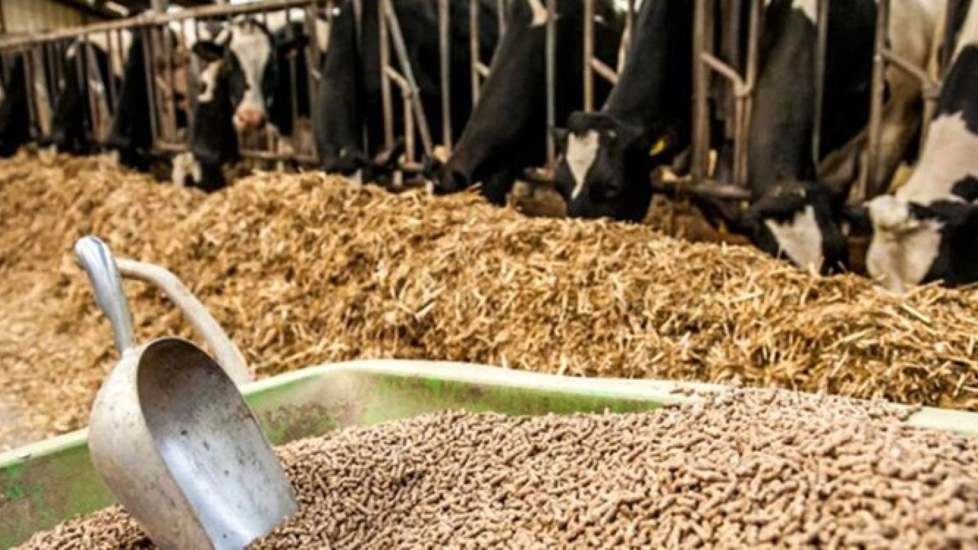 توزیع بیش از ۵۷ هزار تن نهاده دامی در آذربایجان‌غربی