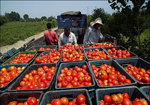 برداشت گوجهفرنگی در شهرستان بستک آغاز شد برداشت گوجهفرنگی در شهرستان بستک آغاز شد