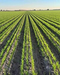 ۱۴ هزارو ۵۰۰ هکتار اراضی خرمشهر زیر کشت گندم