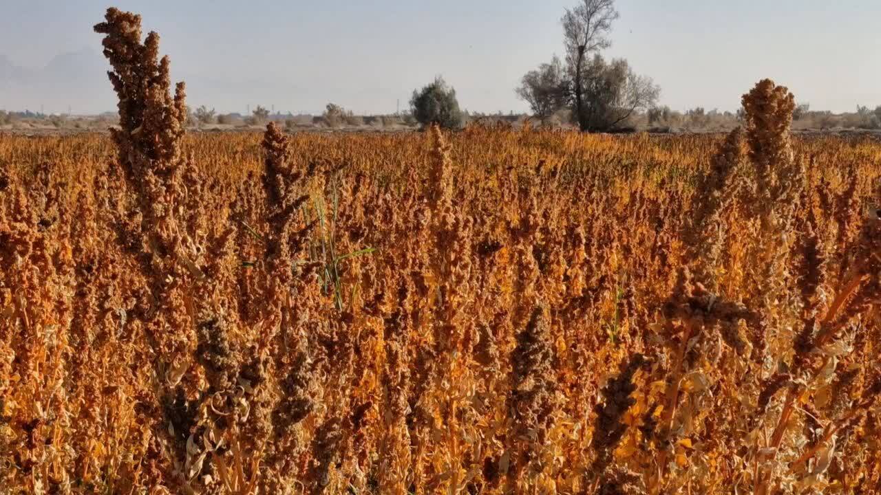 کشت موفق گیاه کینوا در زارچ کشت موفق گیاه کینوا در زارچ