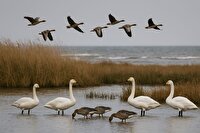 ورود نخستین گروه قو‌ها و غاز‌های مهاجر به پارک ملی بوجاق