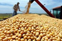 اردبیل رکوردار کشور در تولید و تسویه بهای سویا