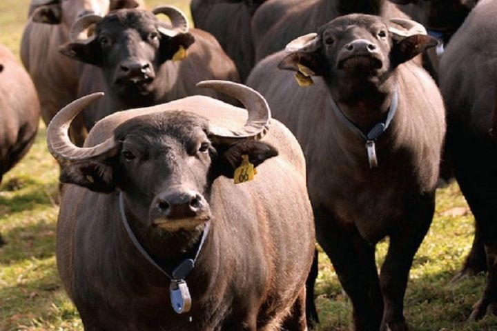 تدوین نخستین دستنامه بومی اصلاح‌نژاد گاومیش خوزستان