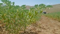 آشنایی کشاورزان نقده ای با آخرین یافته‌های کشت حبوبات